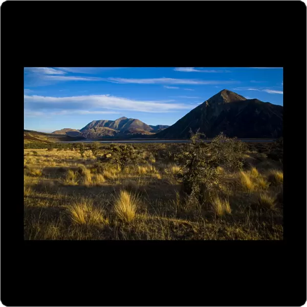 New Zealand, Canterbury, Arthurs Pass National Park. Native bush growing on the Waimakariri River flats, surrounded by the peaks of the