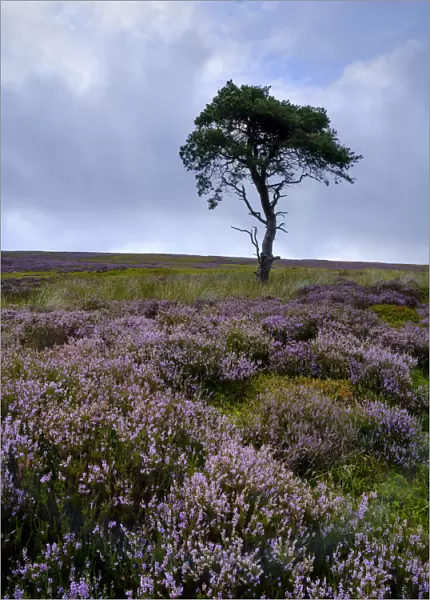 England, North Yorkshire, North York Moors National Park