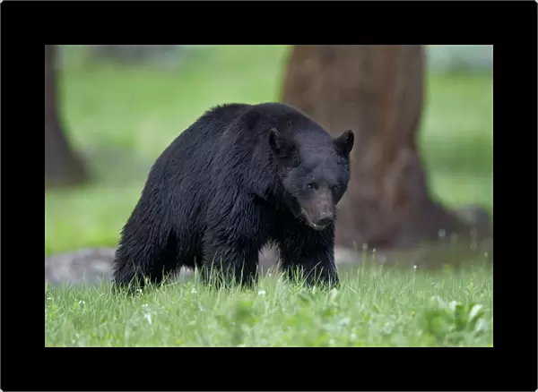 Black Bear (Ursus americanus), Yellowstone National Park, Wyoming, United States of America, North America