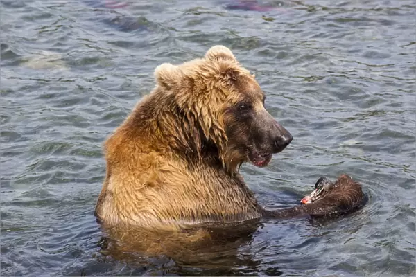 Kamchatka brown bear (Ursus arctos beringianus) eating salmon, Kurile Lake, Kamchatka, Russia, Eurasia