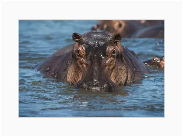 Hippopotamus (Hippopotamus amphibious), Murchison Falls National Park, Uganda, East Africa, Africa