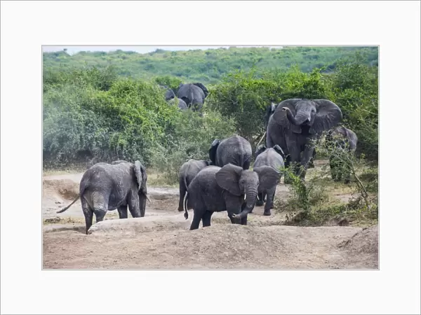 African elephants (Loxodonta africana), Queen Elizabeth National Park, Uganda, East Africa, Africa