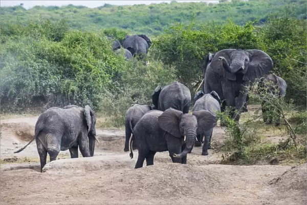 African elephants (Loxodonta africana), Queen Elizabeth National Park, Uganda, East Africa, Africa