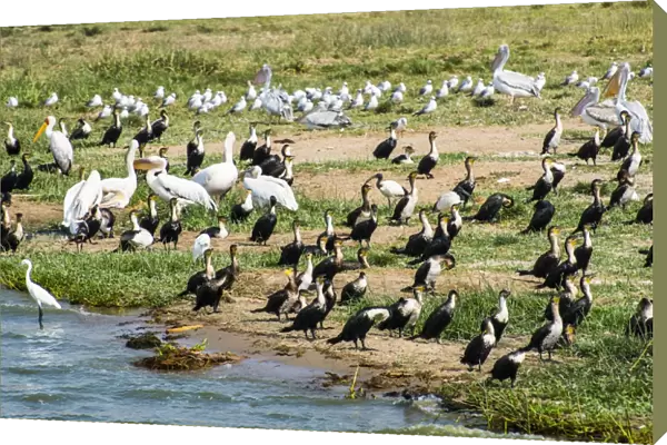 Flocks of birds on the Kazinga channel in Queen Elizabeth National Park, Uganda, Africa