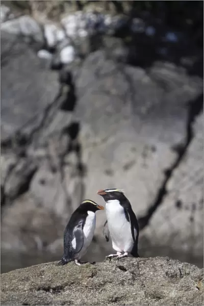 Fiordland crested penguins (Tawaki), Doubtful Sound, Fiordland National Park, UNESCO World Heritage Site, South Island, New Zealand, Pacific