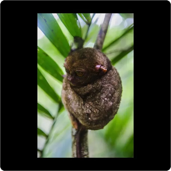 Philippine tarsier (Carlito syrichta), smallest monkey in the world, Bohol, Philippines, Southeast Asia, Asia