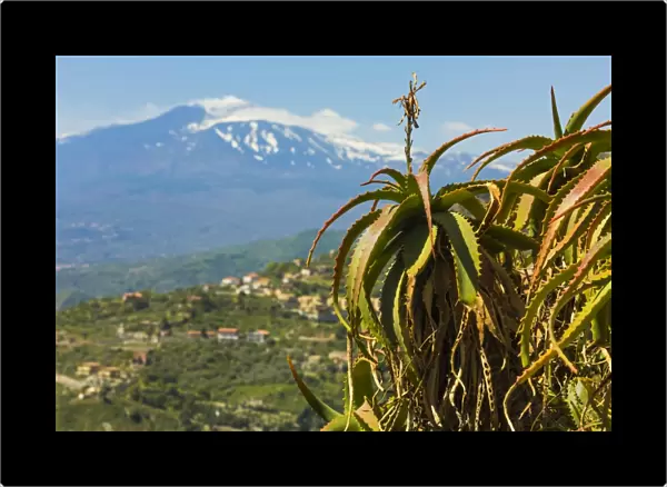 Agave succulent plant and active volcano 3350m Mount Etna seen at this northeast tourist town, Taormina, Catania Province, Sicily, Italy, Mediterranean, Europe