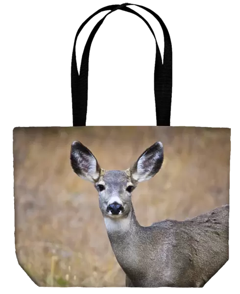 Alert mule deer (Odocoileus hemionus) stares at the camera, Grand Teton National Park, Wyoming, United States of America, North America