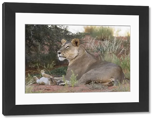 Lioness (Panthera leo) with small cub, Kgalagadi Transfrontier Park, South Africa, Africa