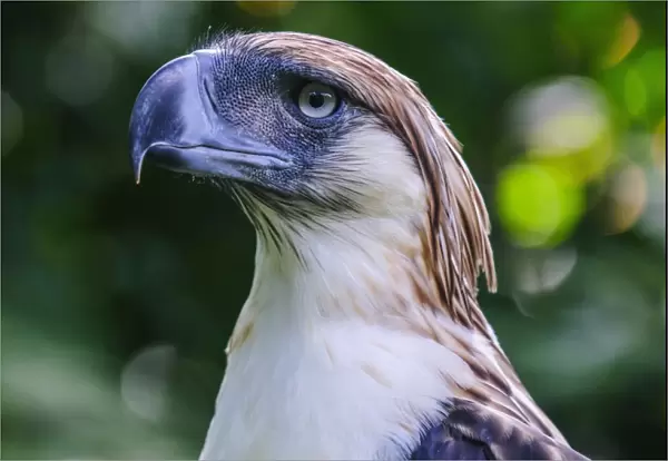 Philippine eagle (Pithecophaga jefferyi) (Monkey-eating eagle), Davao, Mindanao, Philippines, Southeast Asia, Asia