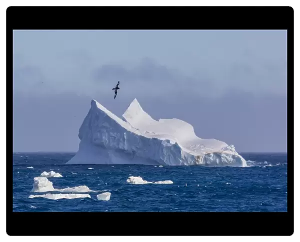 Cape petrel flying over iceberg near Coronation Island, South Orkney Islands, Antarctica, Polar Regions