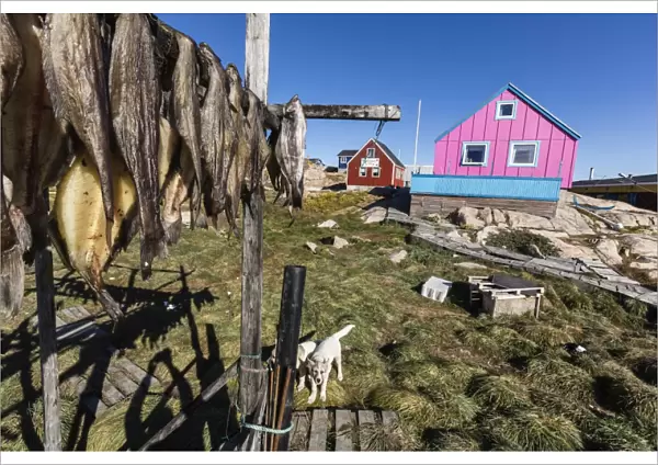 Fish drying on racks in the town of Ilulissat, Greenland, Polar Regions