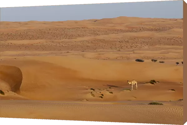Wahiba Sands desert, Oman, Middle East