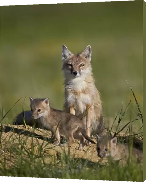 Swift fox (Vulpes velox) adult and two kits, Pawnee National Grassland, Colorado, United States of America, North America