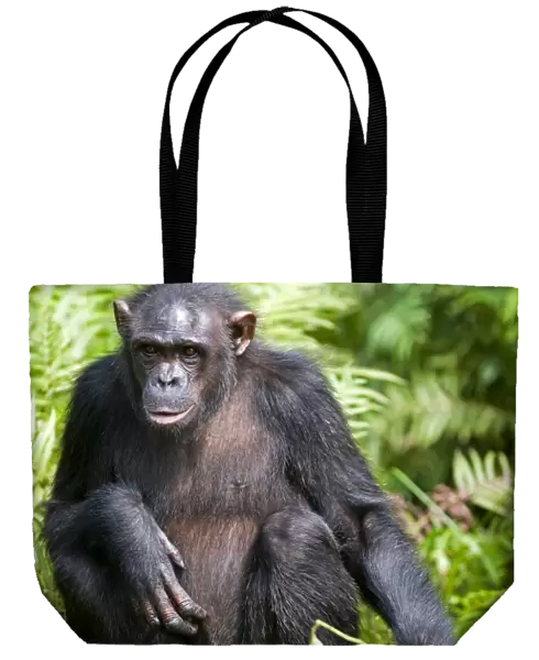 Rehabilitated orphaned chimpanzee (Pan troglodytes) released back into natural habitat, Parc de la Lekedi, Haut-Ogooue, Gabon, Africa