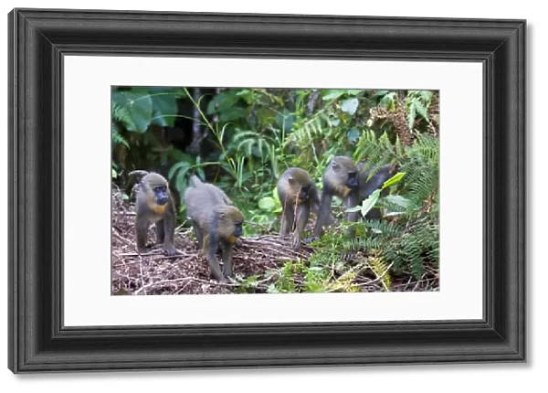 Juvenile mandrills (Mandrill sphinx), Parc de la Lekedi, Haut-Ogooue, Gabon, Africa
