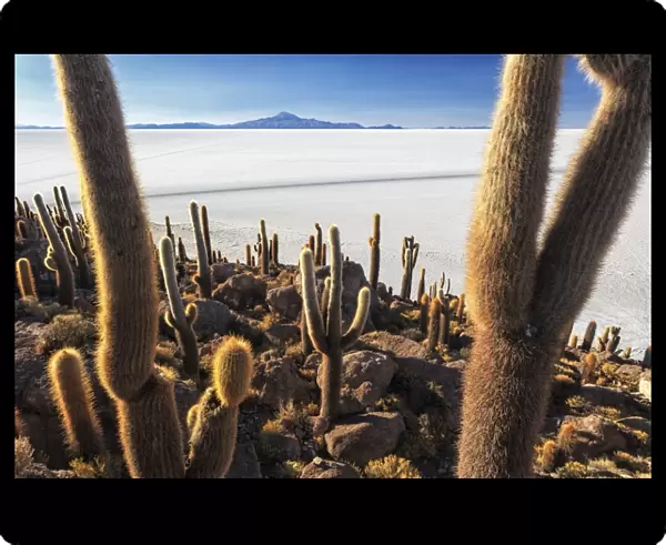 Cacti, Isla Incahuasi, a unique outcrop in the middle of the Salar de Uyuni, Oruro