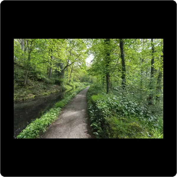Historic Cromford Canal and tow path in spring, Derwent Valley Mills, UNESCO World Heritage Site