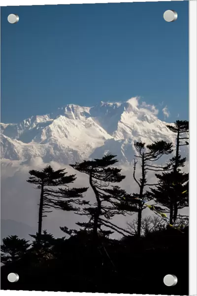 View of the icy summit of Kanchenjunga, partially hidden by pines adapted to the