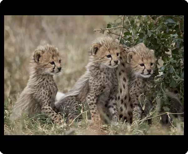 Three cheetah (Acinonyx jubatus) cubs about a month old, Serengeti National Park
