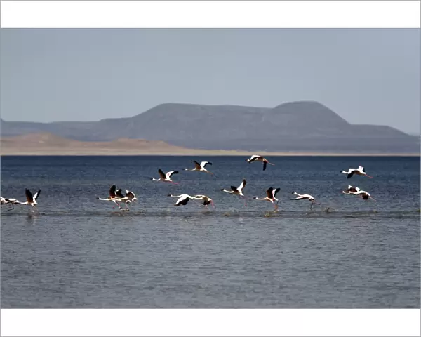 Flamingos taking off from Lac Abbe, Djibouti, Africa