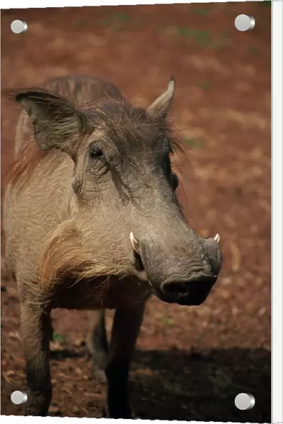 Warthog, Mole National Park, Ghana, West Africa, Africa