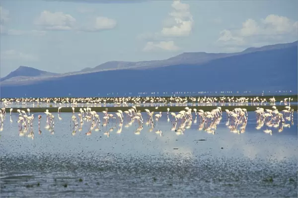Flamingoes, Tanzania, East Africa, Africa