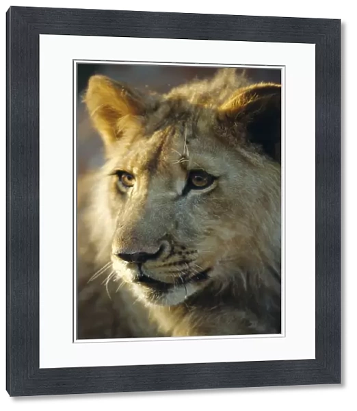 Lion cub, Lion Park resort, Gueru, Zimbabwe