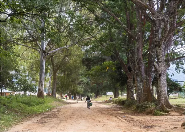 Tree alley in Livingstonia, Malawi, Africa