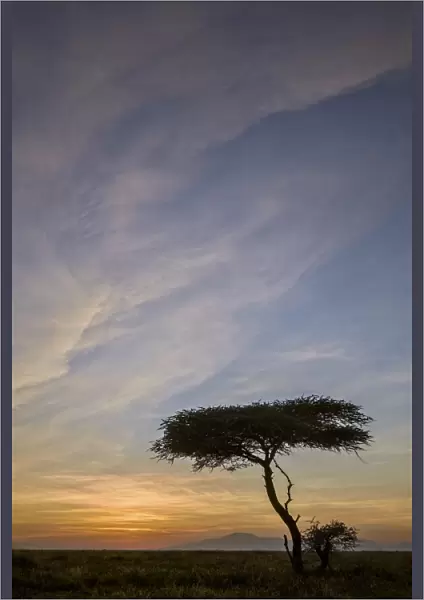 Acacia tree and clouds at sunrise, Ngorongoro Conservation Area, UNESCO World Heritage Site