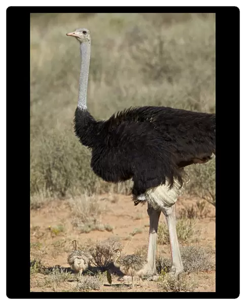 Common ostrich (Struthio camelus) male with two chicks, Kgalagadi Transfrontier Park