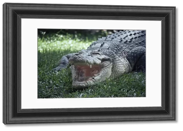 Twenty four foot saltwater crocodile (Crocodilus porosus), Hartleys Creek