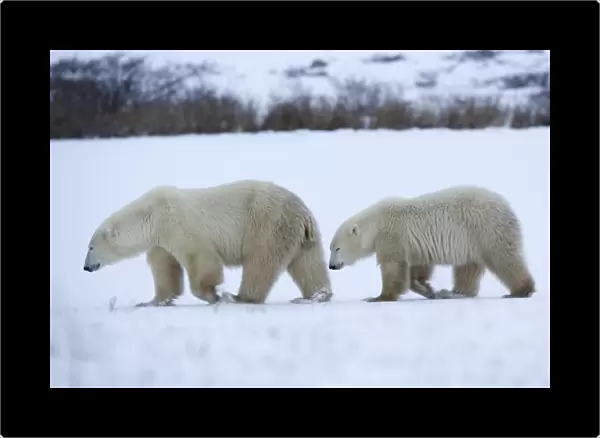 Polar bear with cub, Ursus maritimus, Churchill, Manitoba, Canada, North America