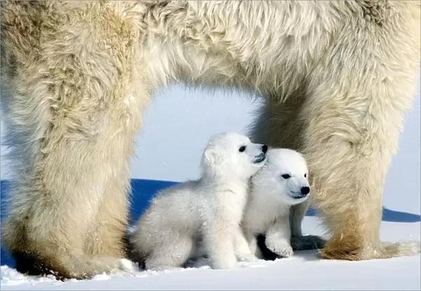 Polar bear (Ursus maritimus) mother with twin cubs, Wapusk National Park