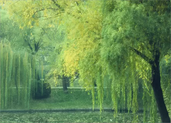 Trees and lake, Purple Bamboo Park, Beijing, China, Asia