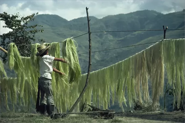 A boy hanging sisal out to dry on the road to Quindio in Colombia, South America