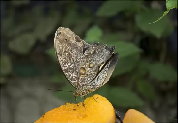 Owl Moth, Monteverde, Costa Rica, Central America