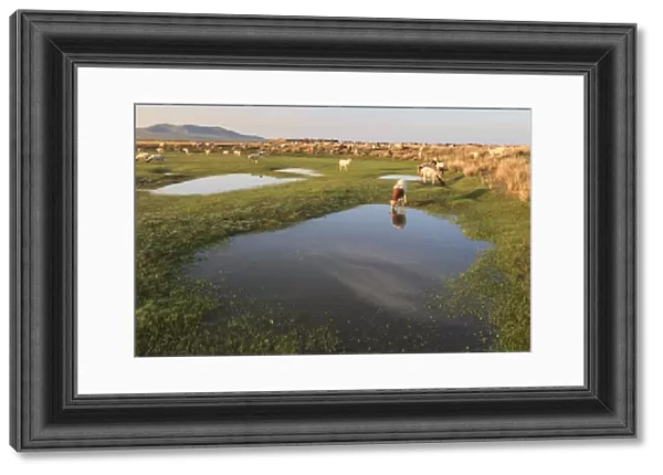Grazing herd of goats and sheep at sunrise, reflected goat drinks from pool in summer