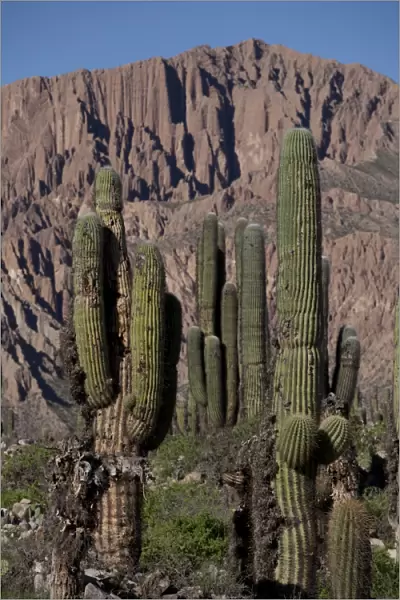 Arid landscape with cactii and desert rock formations near Humahuaca in Jujuy province