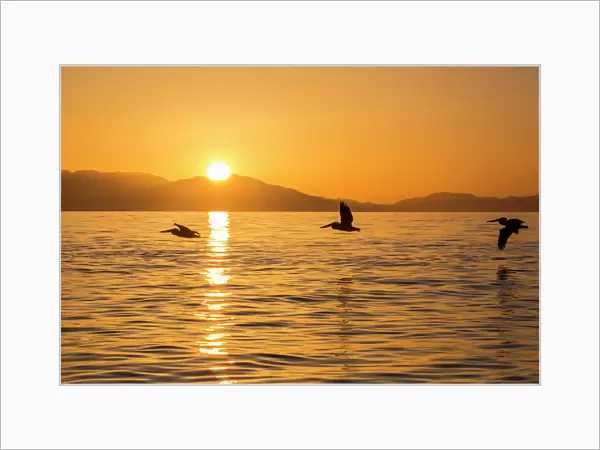 Brown pelicans (Pelecanus occidentalis) in flight formation at sunset near Isla Rasita
