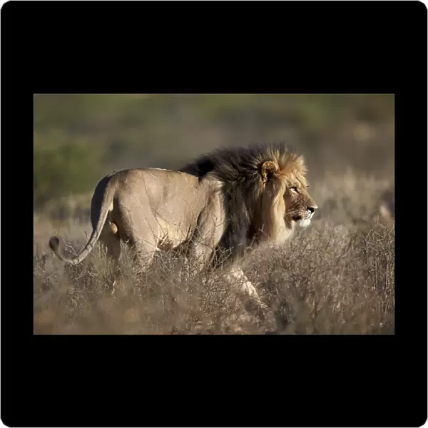 Lion (Panthera leo), Kgalagadi Transfrontier Park, encompassing the former Kalahari