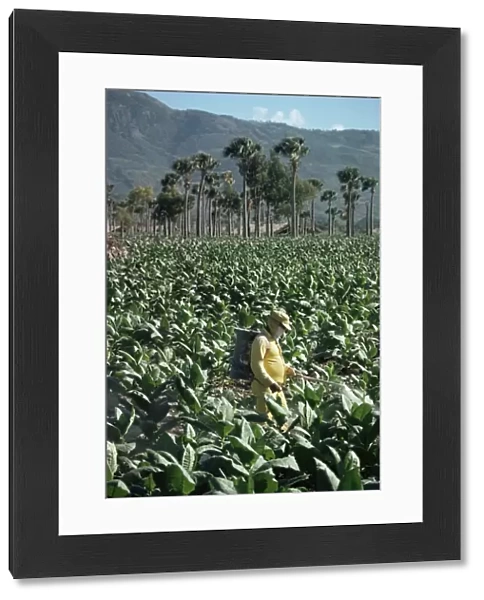 Crop spraying in field of tobacco, Santiago, Dominican Republic, West Indies
