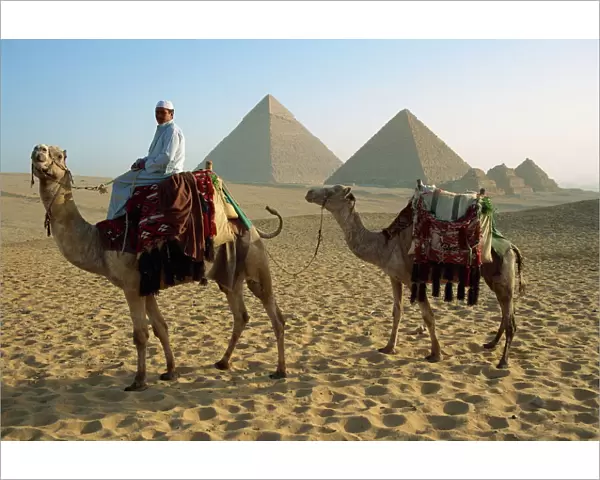 Camels and rider at the Giza Pyramids, UNESCO World Heritage Site, Giza