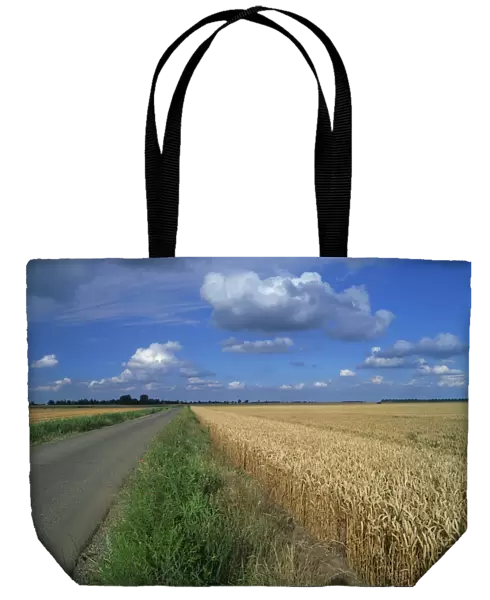 Road beside a corn field on fenland near Peterborough, Cambridgeshire, England