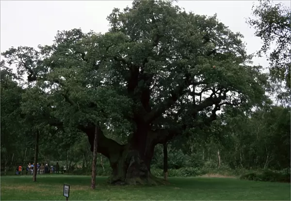 The Major Oak, Sherwood Forest, Nottinghamshire, England, United Kingdom, Europe