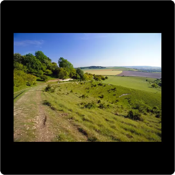 The Ridgeway Path between Steps Hill and Pitstone Hill, Chilterns, Buckinghamshire