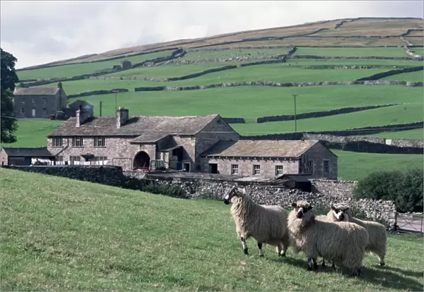 Sheep and farm, Fox Up, Yorkshire, England, United Kingdom, Europe