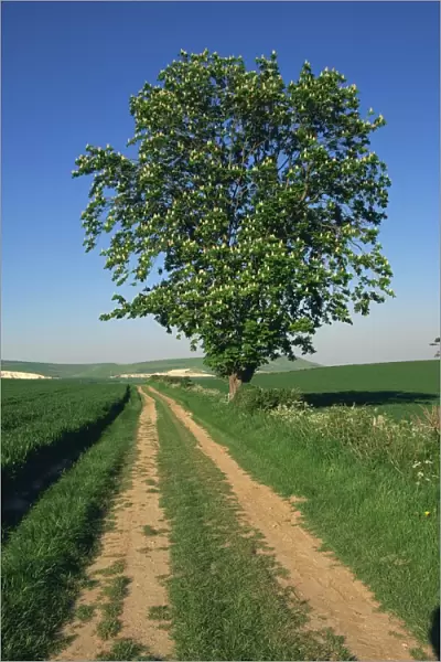 Horse chestnut tree by a farm track through fields on the South Downs in Sussex
