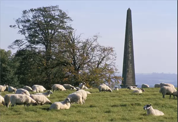 Sheep and obelisk, Welcombe Hills, near Stratford upon Avon, Warwickshire