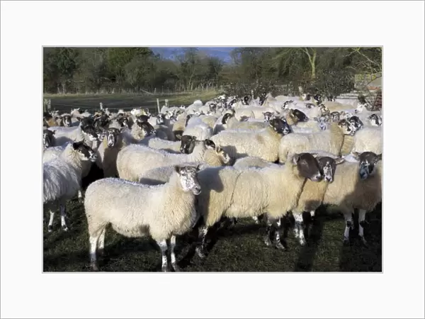 Flock of sheep, Welford on Avon, Warwickshire, England, United Kingdom, Europe